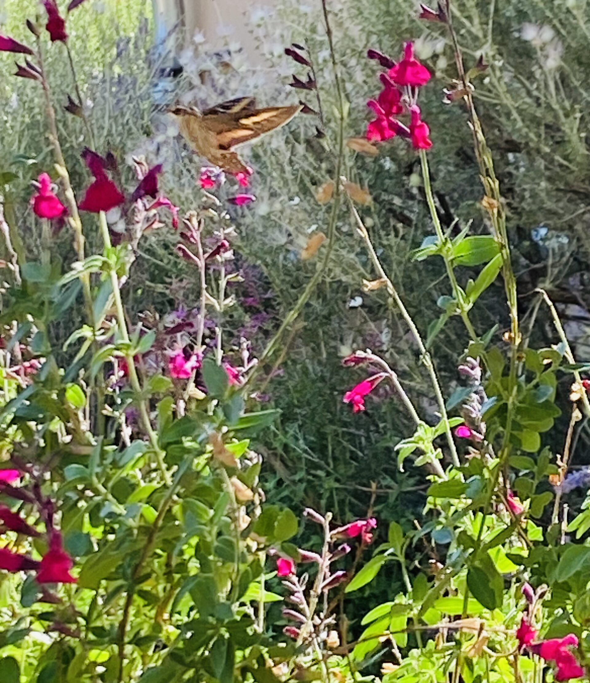 Santa Fe Botanical Garden